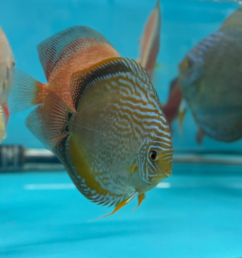 Semi Royal Green Discus (Wild Cross)