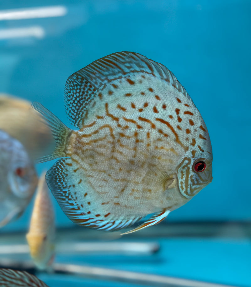 Royal Blue Discus