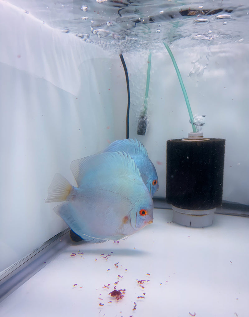 Blue Diamond Discus Potential Pair