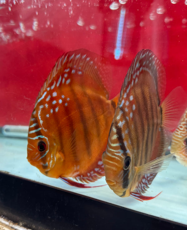 F1 Red Cuipeau Discus