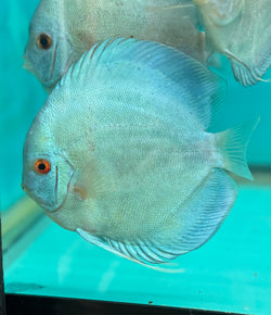 Blue Diamond Discus (Albino Gene)