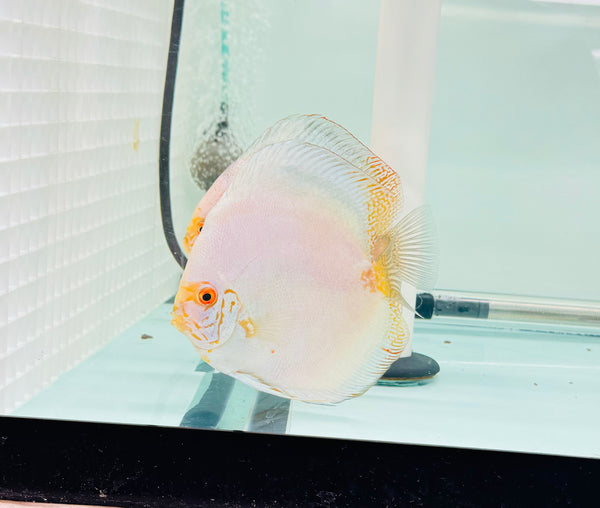White Butterfly Discus Potential Pair