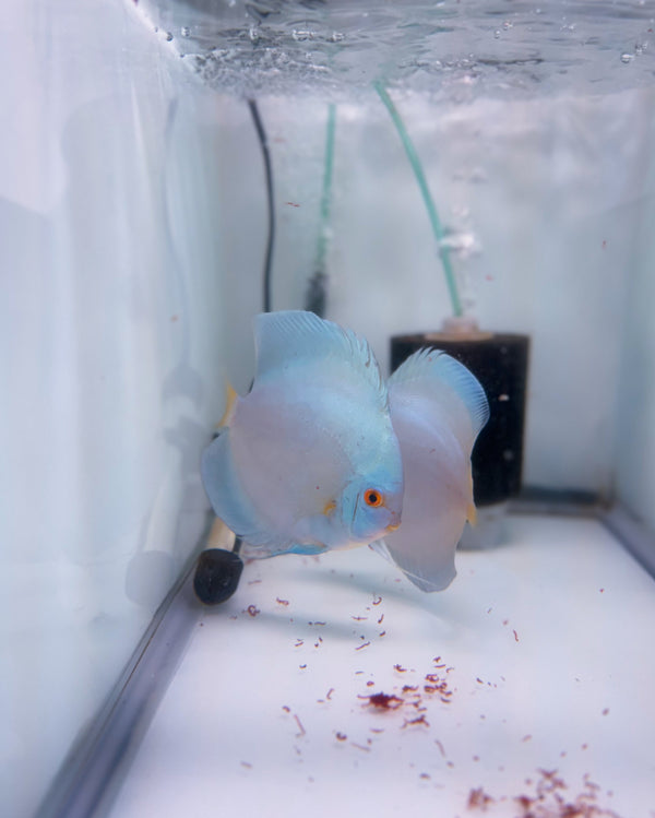 Blue Diamond Discus Potential Pair