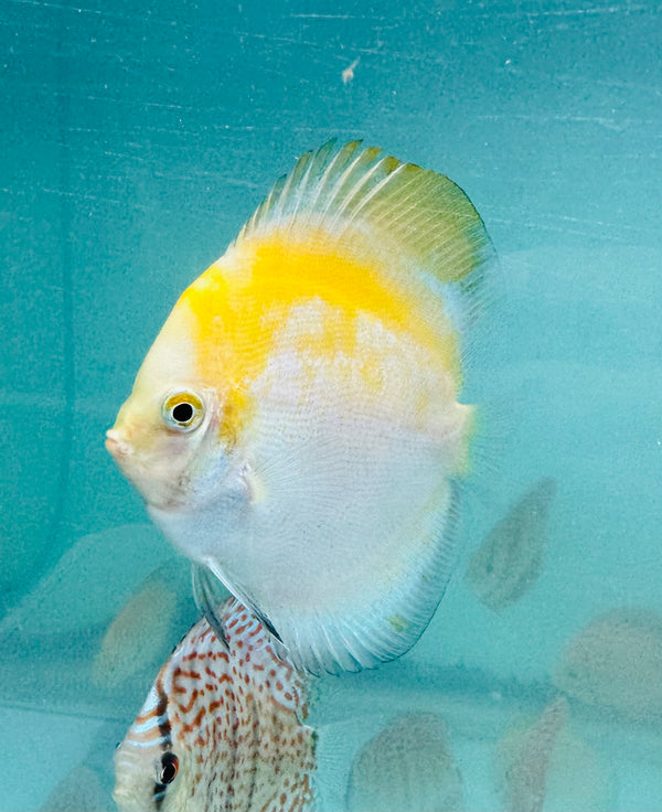 Yellow Head Calico Discus