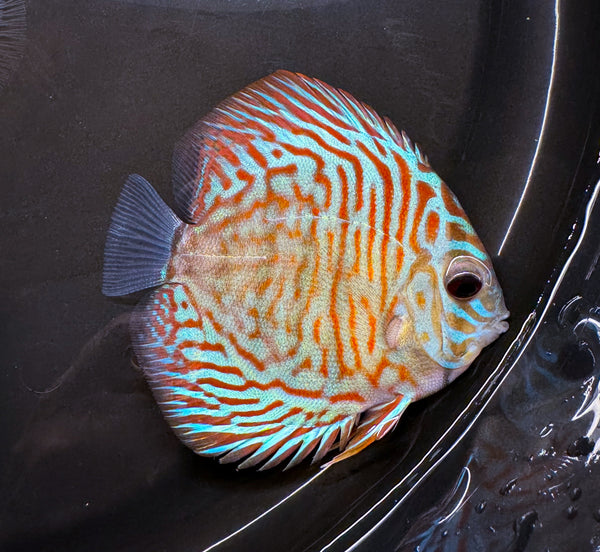Blue Tiger Carnation Discus