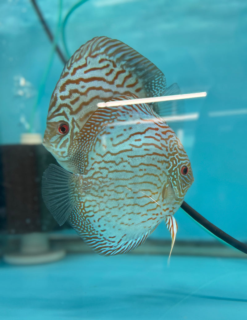 Royal Blue Discus