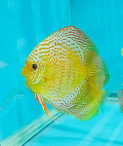 Spotted Green Tefe Discus