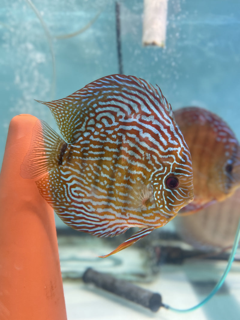 Golden Turquoise Discus (Tony Tan)