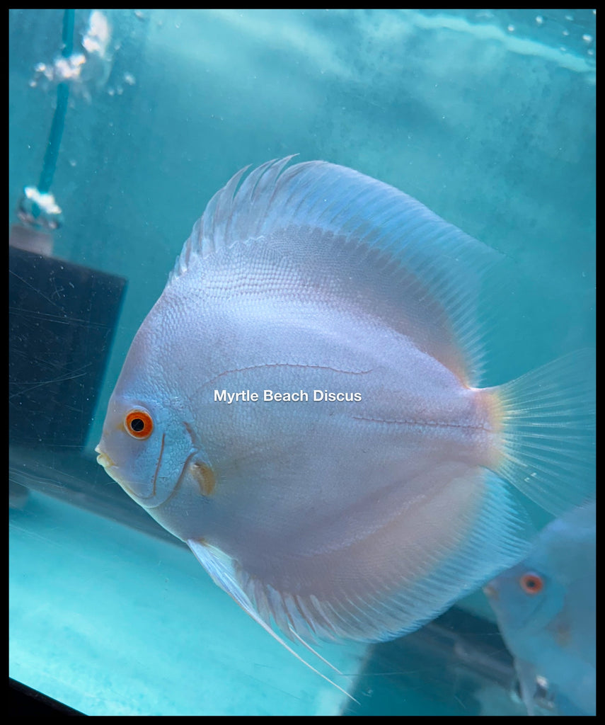 Blue Diamond Discus