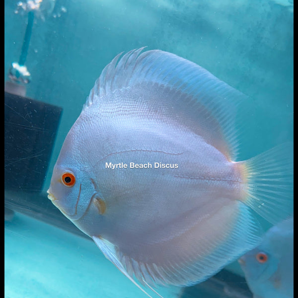 Brilliant Blue Diamond Discus