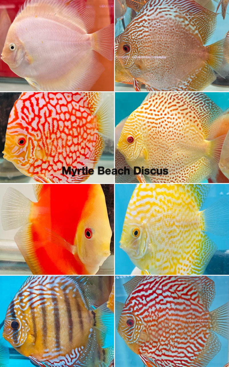 10 Pack Assorted Discus – Myrtle Beach Discus