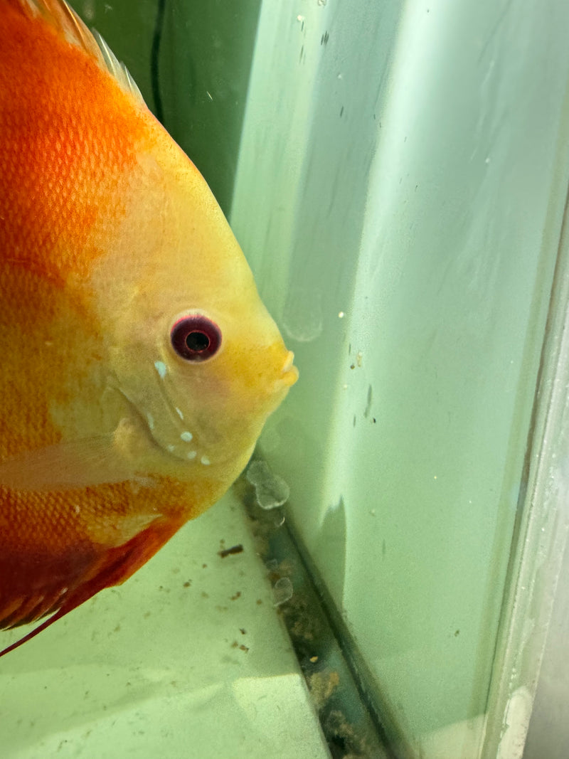 Red Scarlet X Golden Flower Discus Proven Pair
