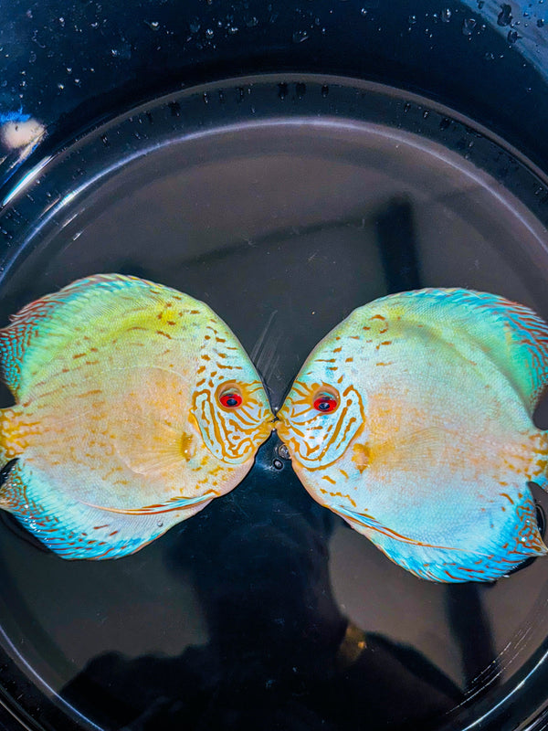 Cobalt Discus