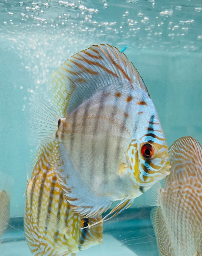 Cobalt Discus