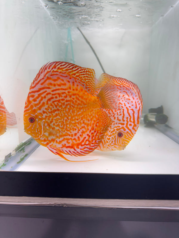 Golden Panthera X Orange Spotted Discus Potential Pair