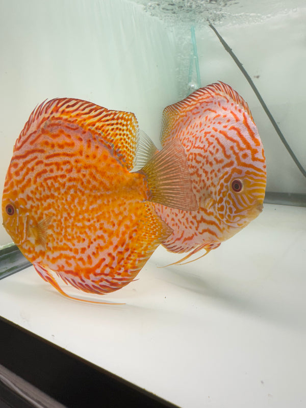 Golden Panthera X Orange Spotted Discus Potential Pair