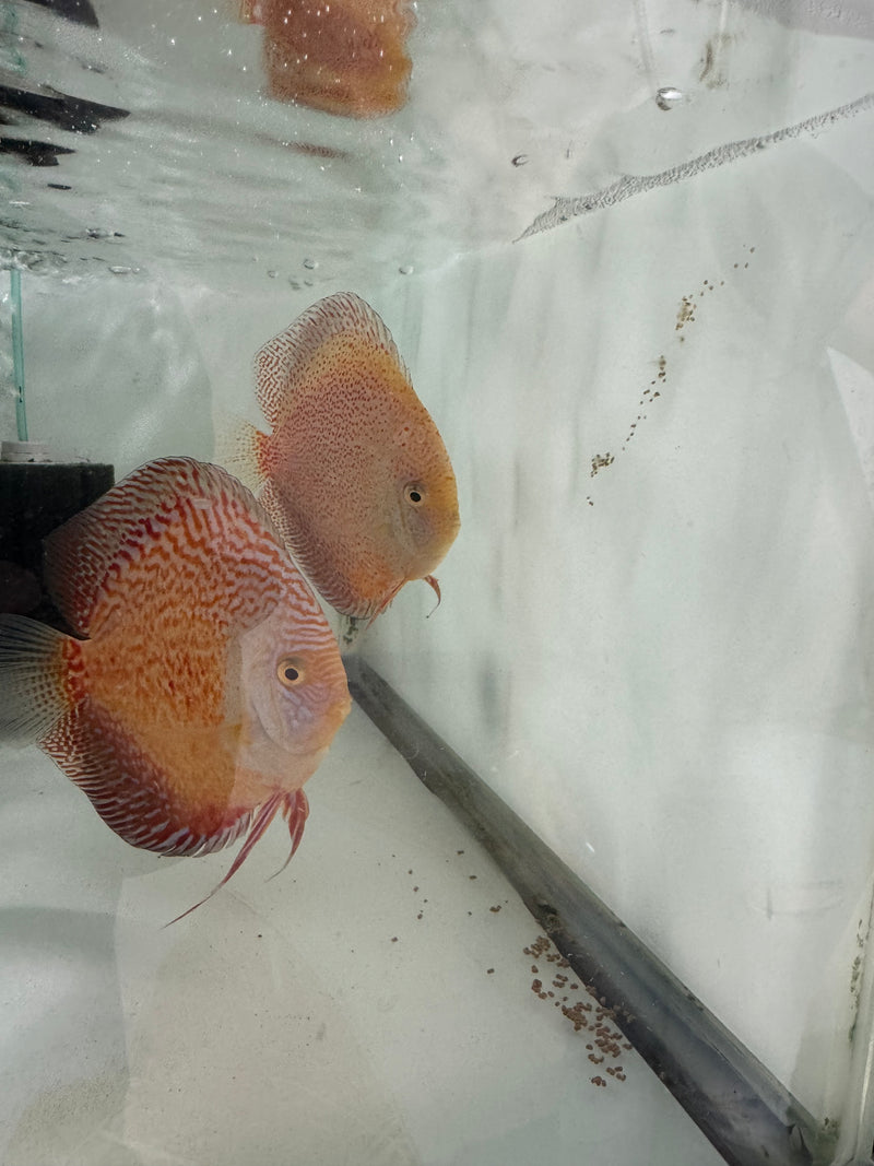 Moonstone X Snow Panthera Discus Proven Pair