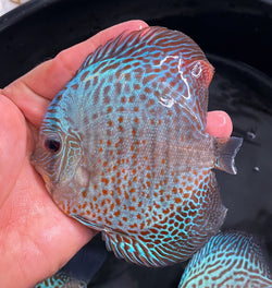 Red Spotted Scorpion Discus