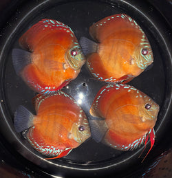 High Body Red Alenquer Discus