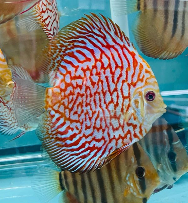 Carnation Checkerboard Discus
