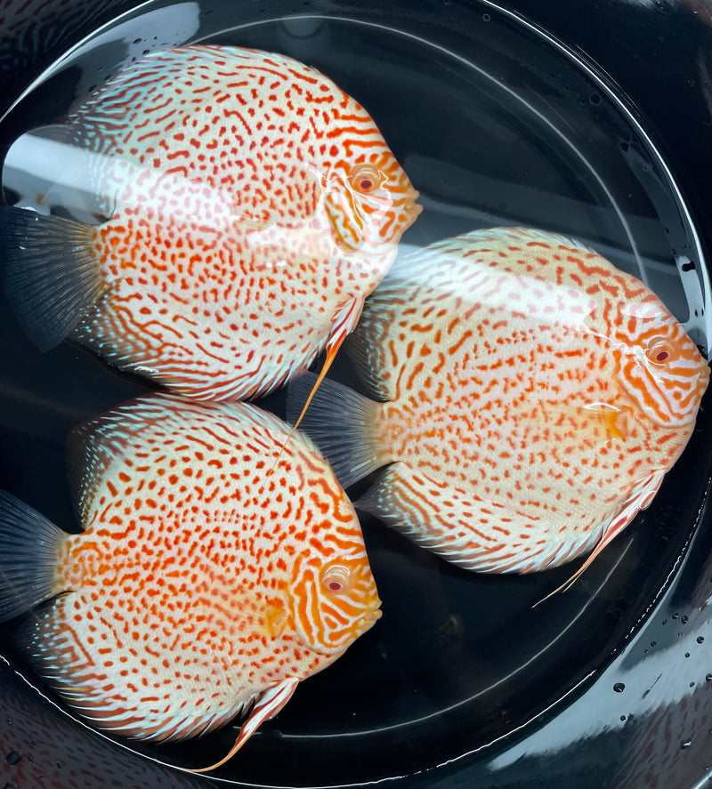 Albino Leopard Discus