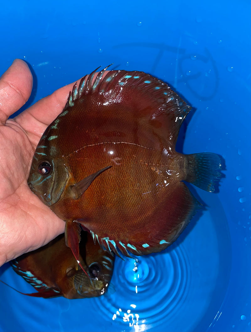 High Body Red Alenquer Discus