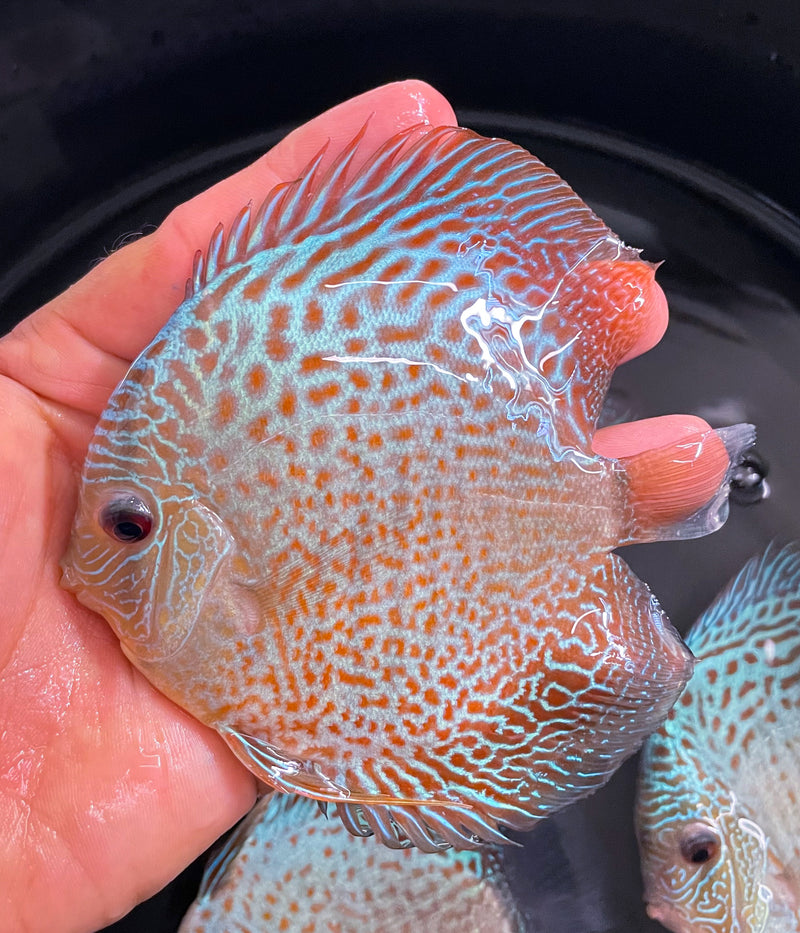 Red Spotted Scorpion Discus
