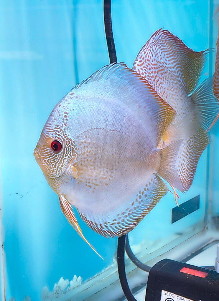 Blue Scorpion Discus