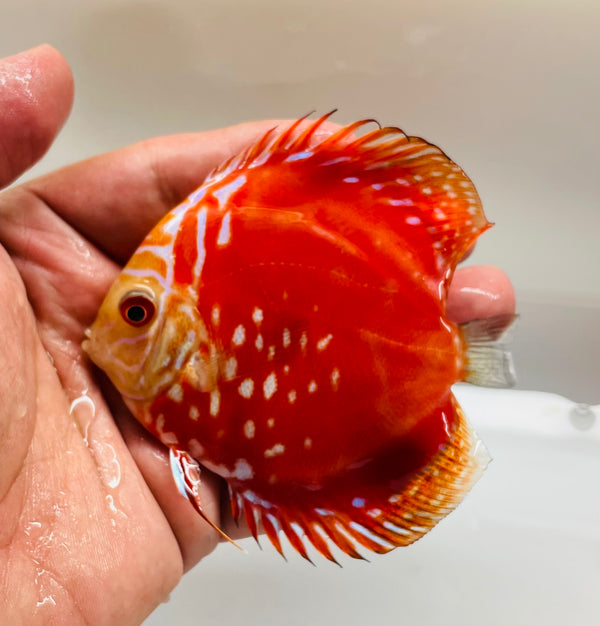 Blood Red Rafflesia Discus