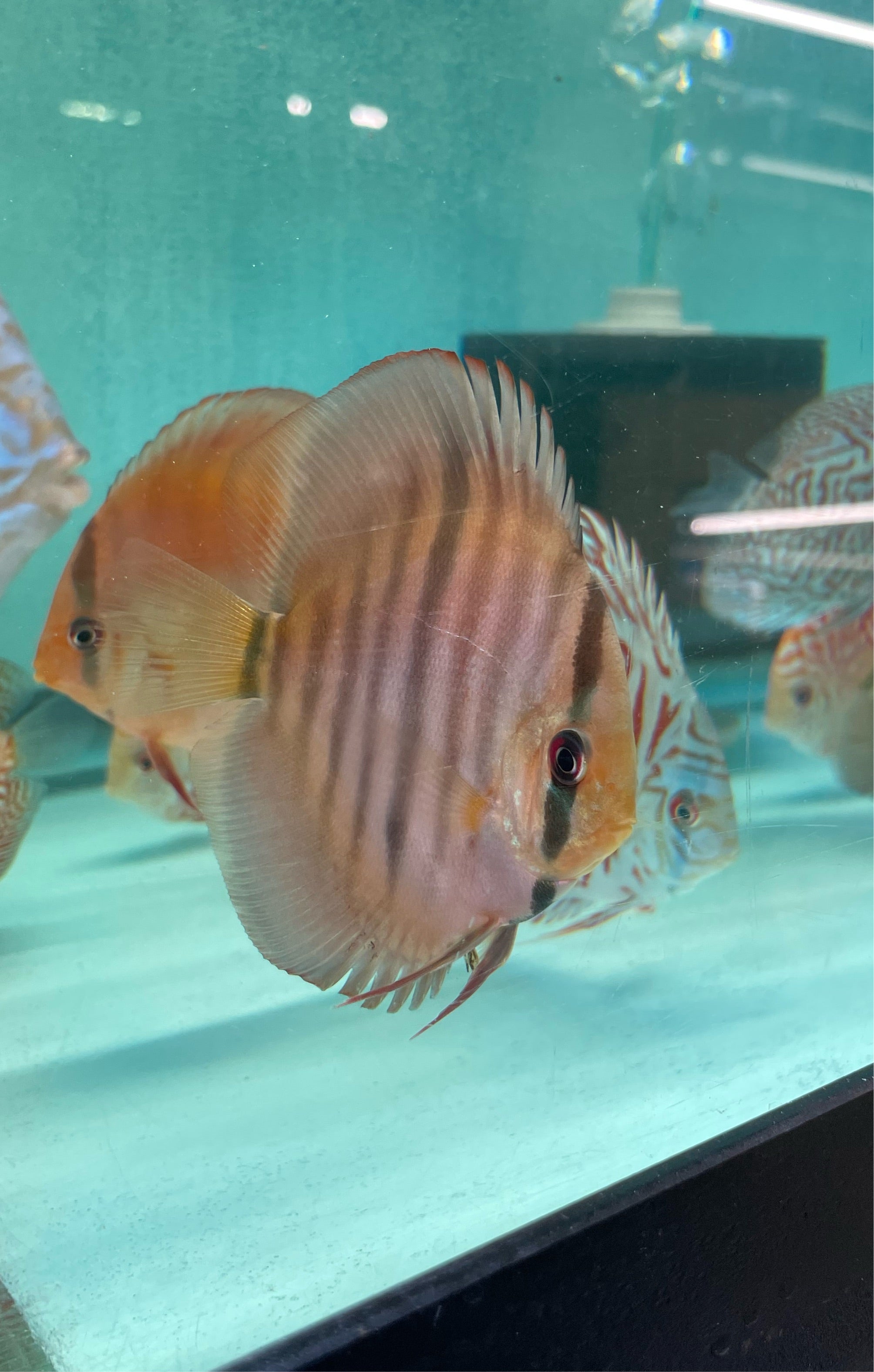 Red Ica Heckel Discus Myrtle Beach Discus