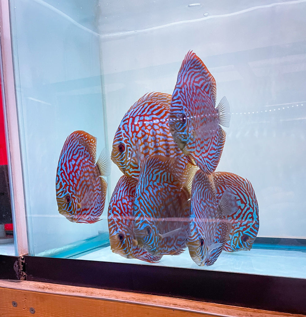 Galaxy Turquoise Discus