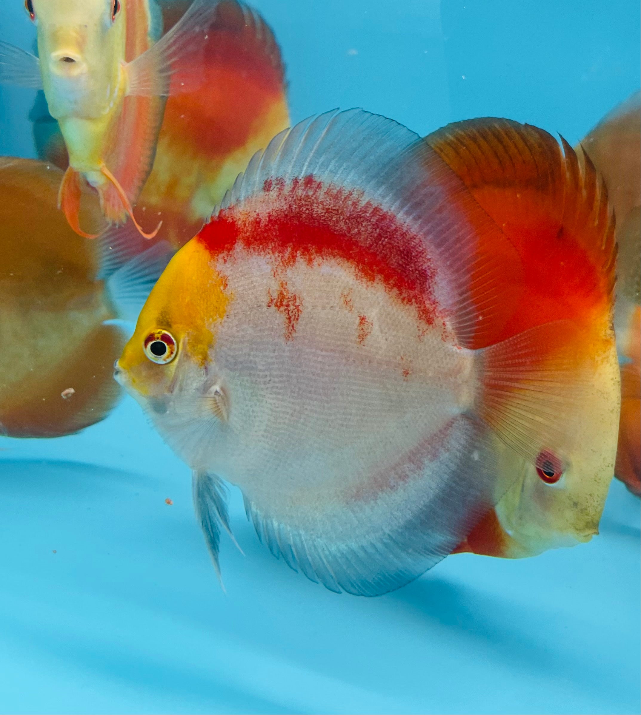 Red Devil Ghost Discus – Myrtle Beach Discus