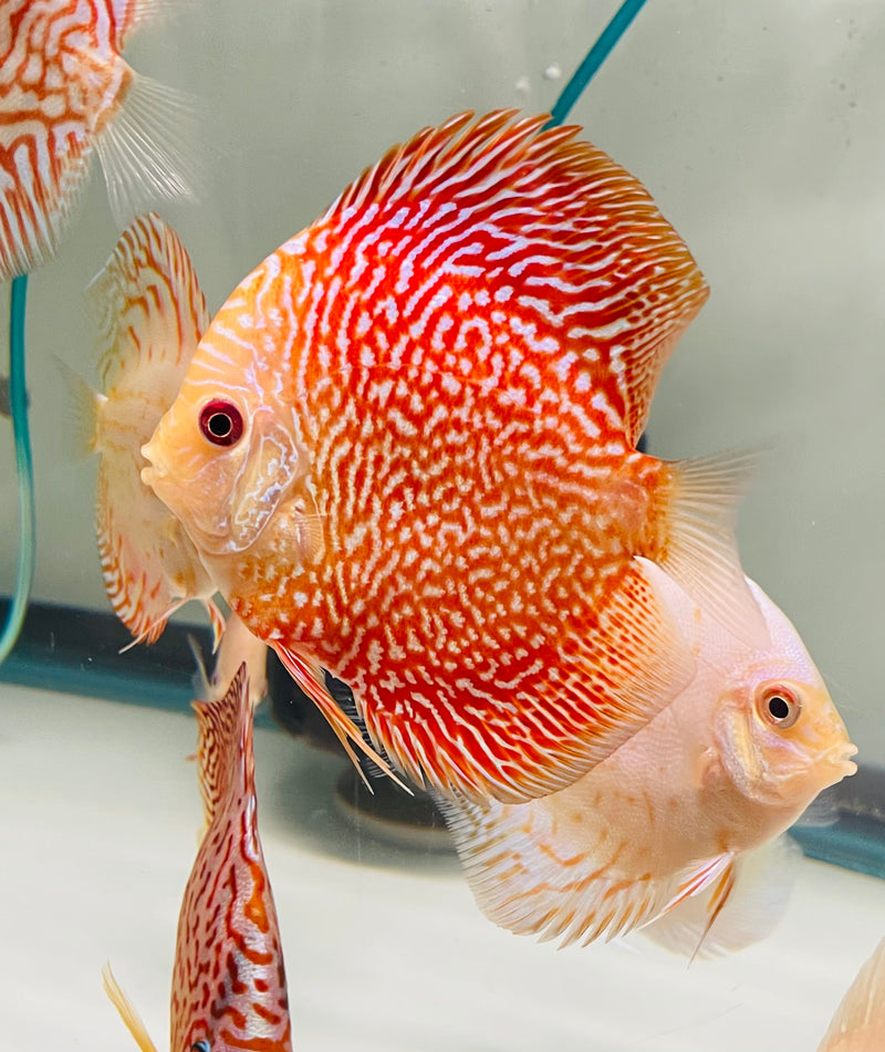 Super Red Pigeon Snakeskin Discus