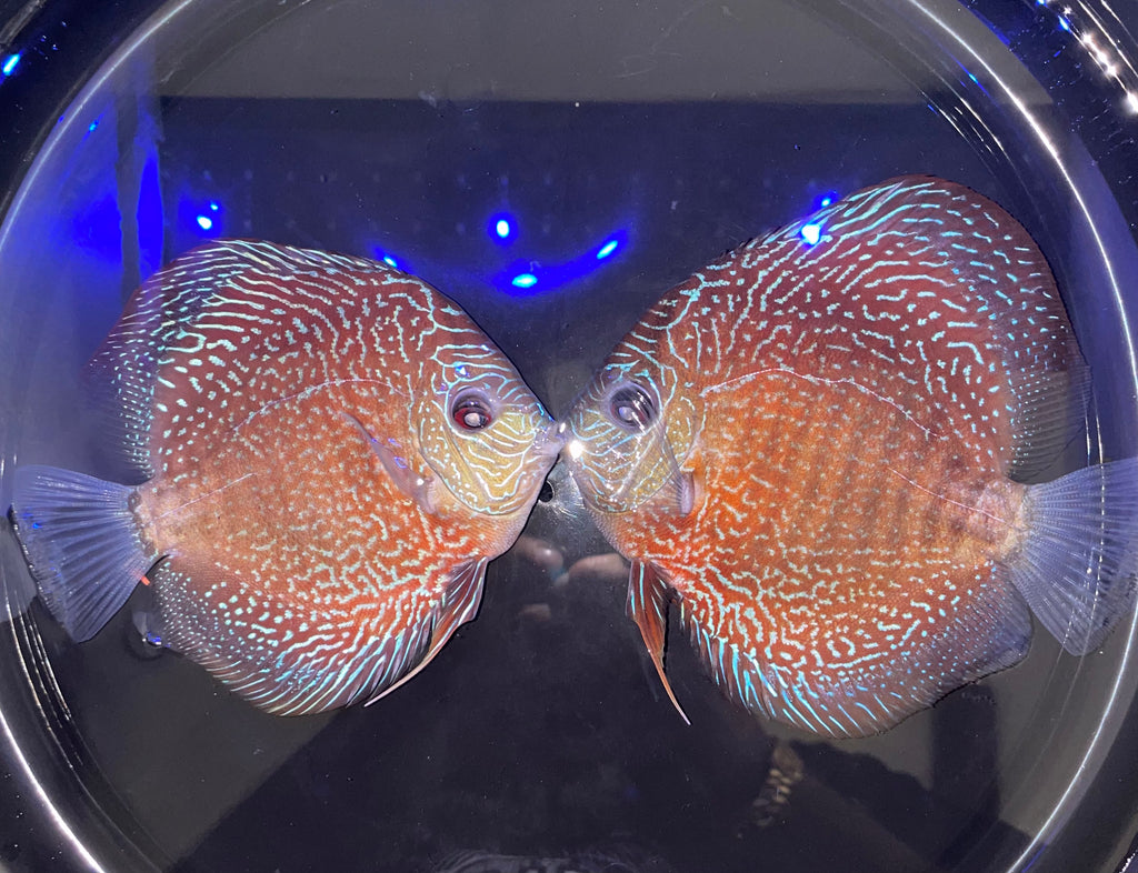 red diamond discus fish