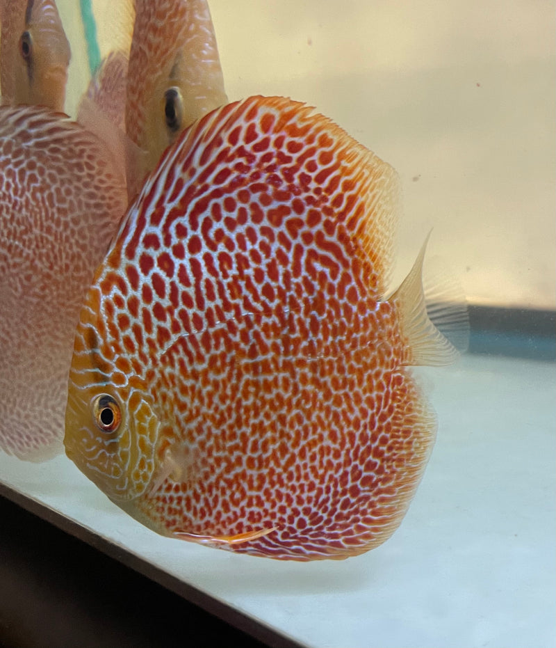 Spider Eruption Discus