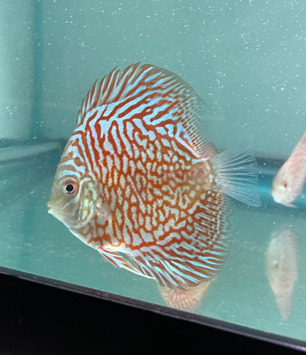 Checkerboard Turquoise Discus