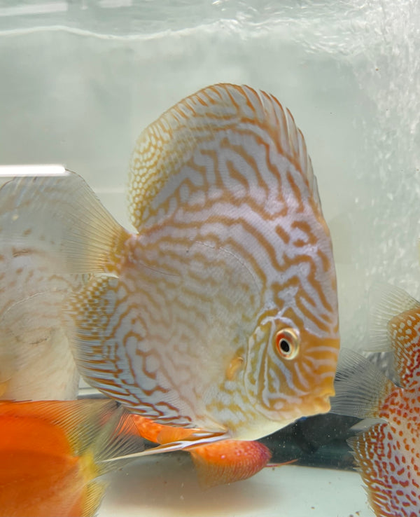 Brilliant Blue Discus