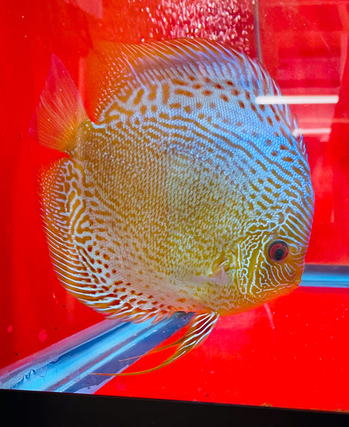 Red Snakeskin Discus