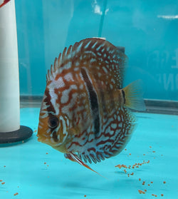 Blue Turquoise Heckel Cross Discus