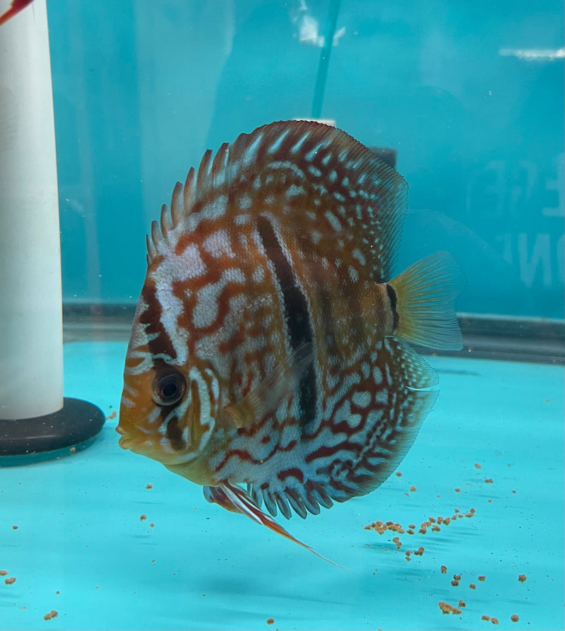 Turquoise Blue Discus Fish Blue Turquoise Discus Fish
