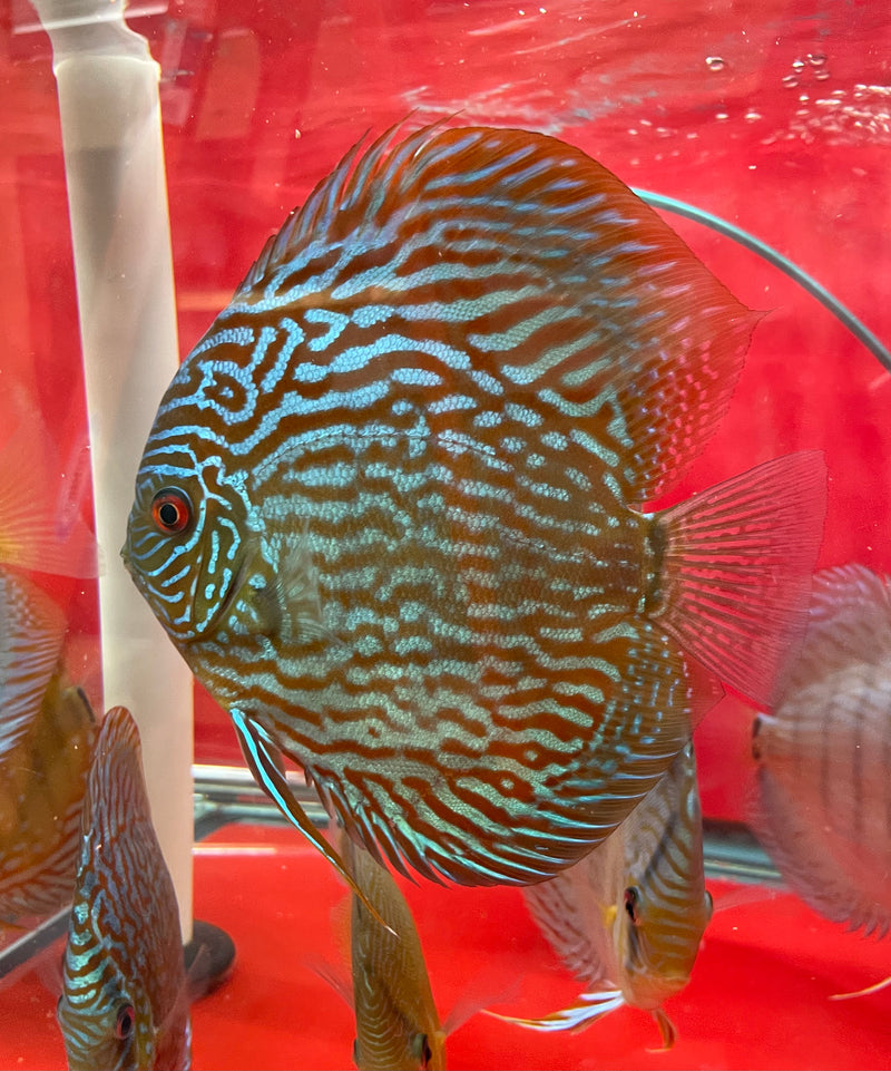 red turquoise snakeskin discus