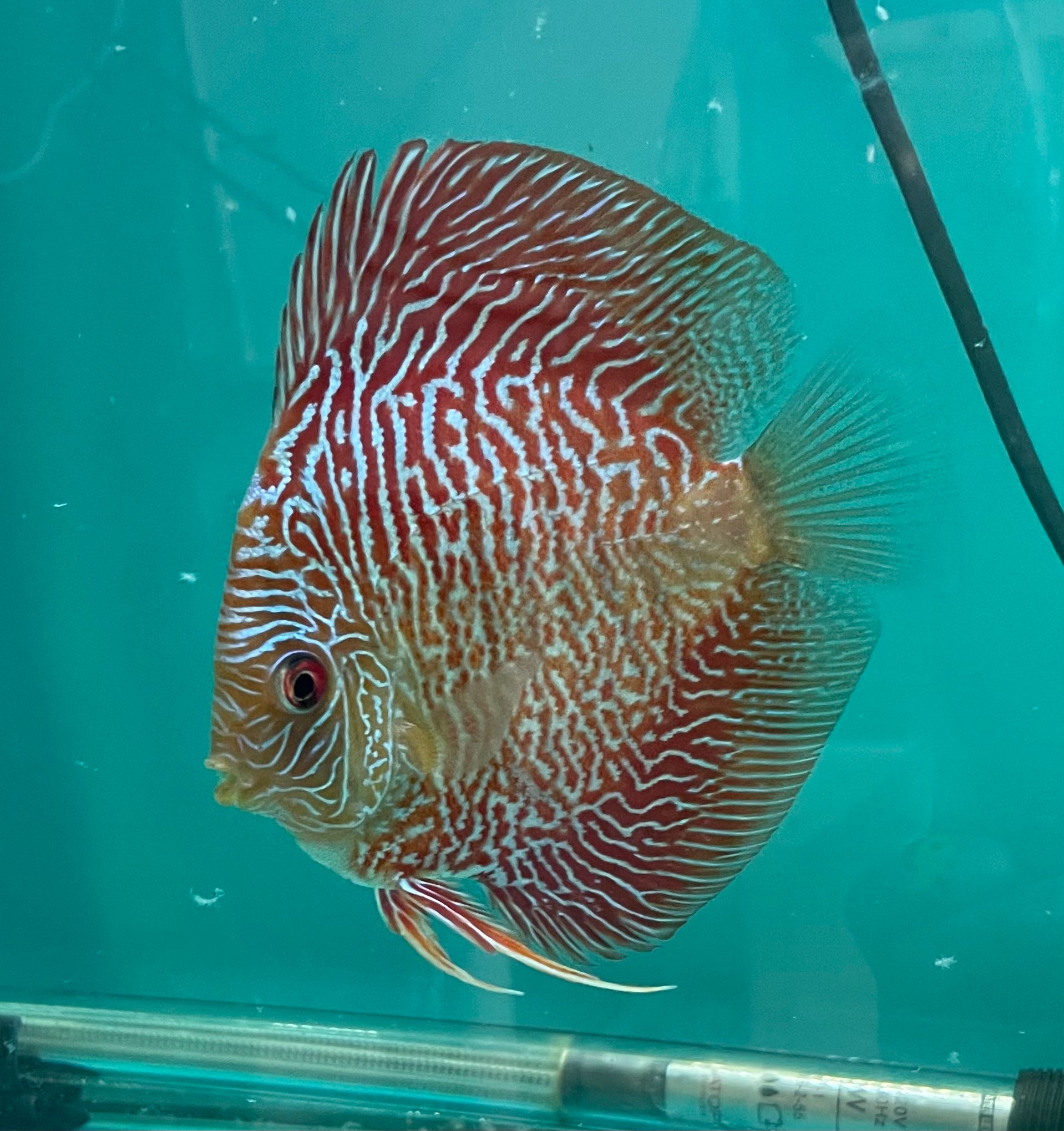 Super Bamboo Cobra Discus – Myrtle Beach Discus