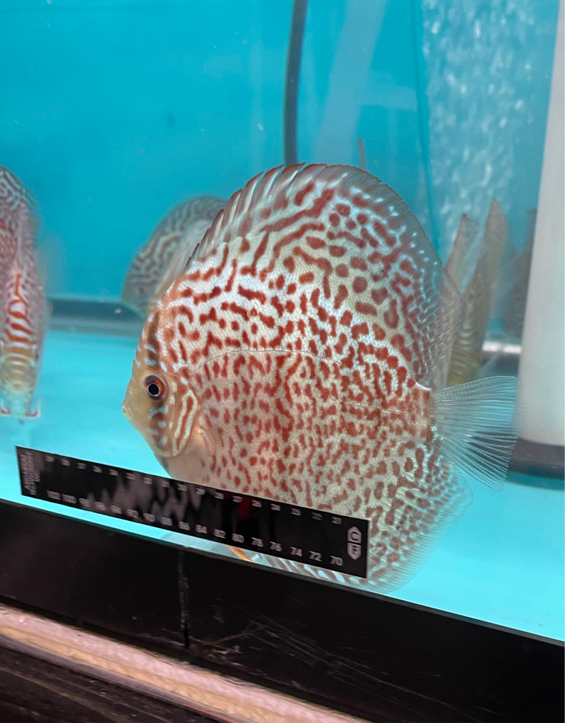 Maze Leopard Discus w/ Ring Gene