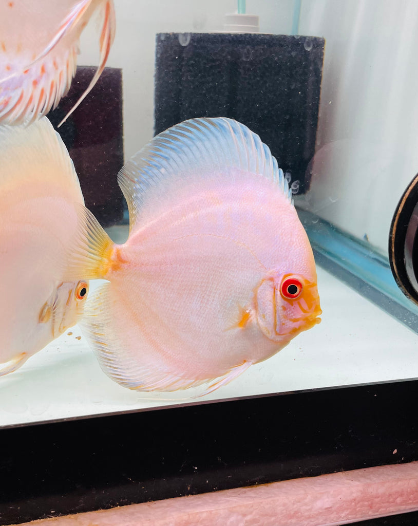 White Butterfly Discus