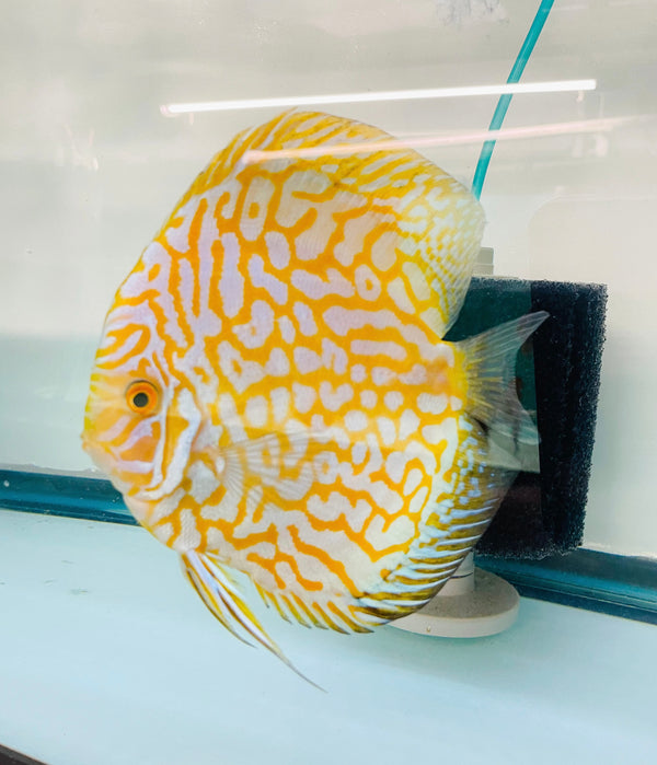 Golden Panda Discus