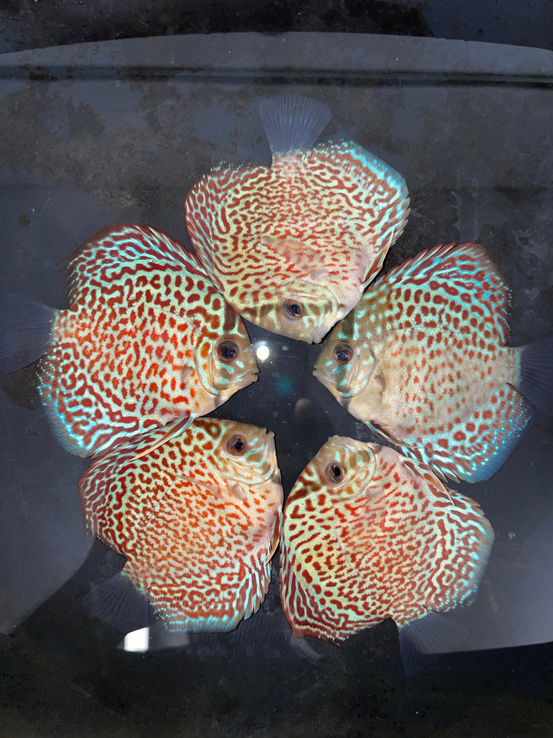 Maze Leopard Discus w/ Ring Gene