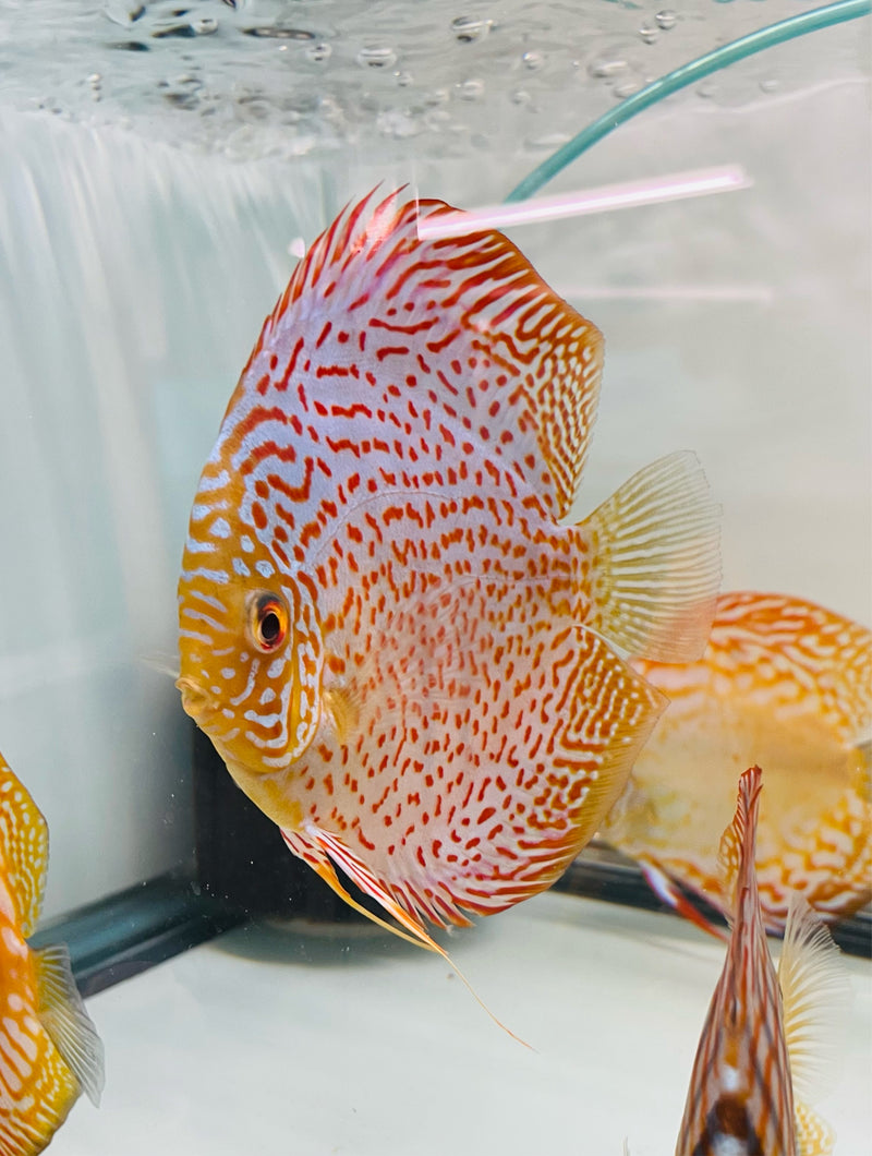 Discus Inset Ring Ring Leopard Discus Fish
