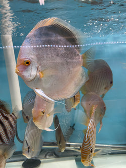 Mercury Discus