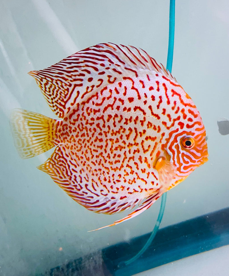 Maze Leopard Discus w/ Ring Gene