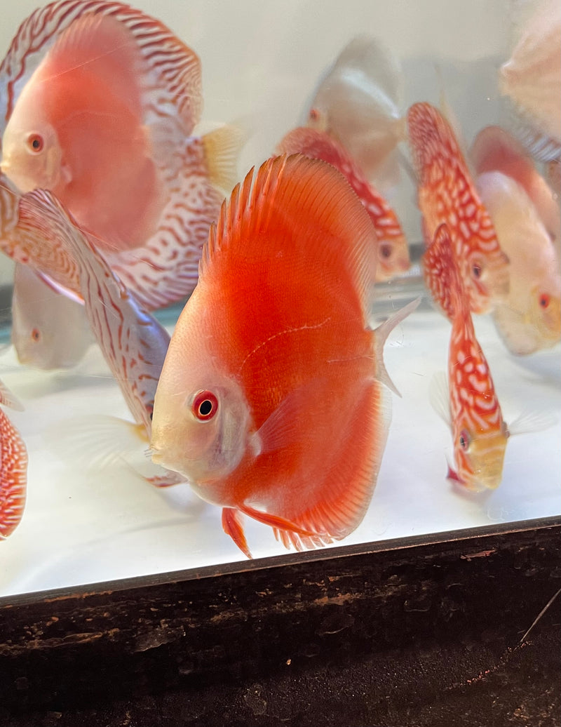 Fire Ruby Discus